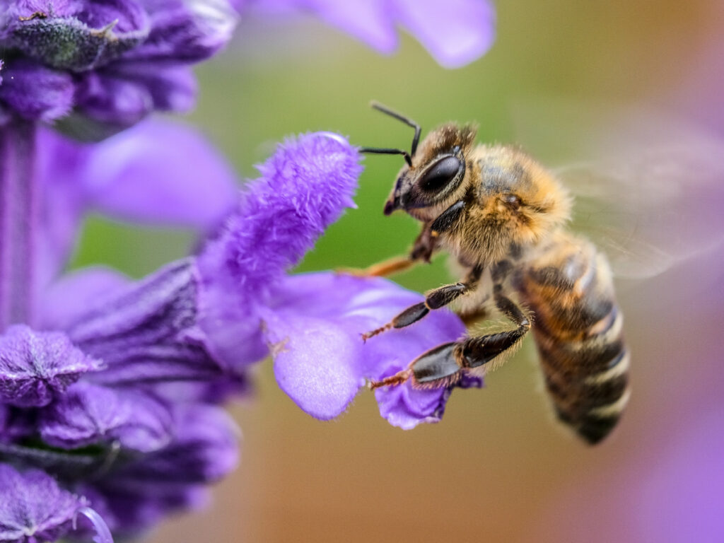 bee pollinating a flower; biodiversity area on biodynamic farm